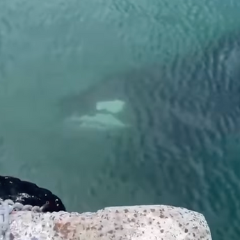 Orcas in Kalk Bay: A Wild Reminder of Balance in Nature, and Ourselves